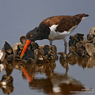 Oystercatcher