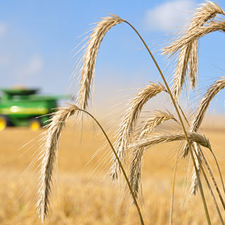 Wheat field