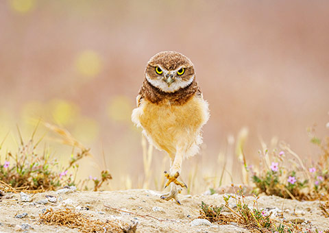 A burrowing owl strutting across a dry desert-like landscape.