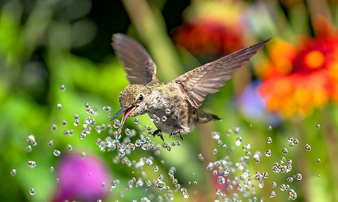 A hummingbird in mid-flight attempting to drink from a spray of water.