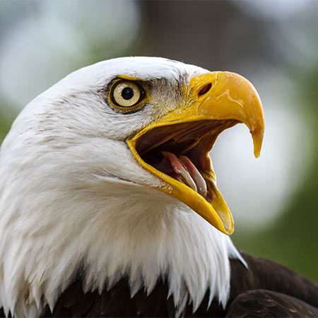 Bald eagle