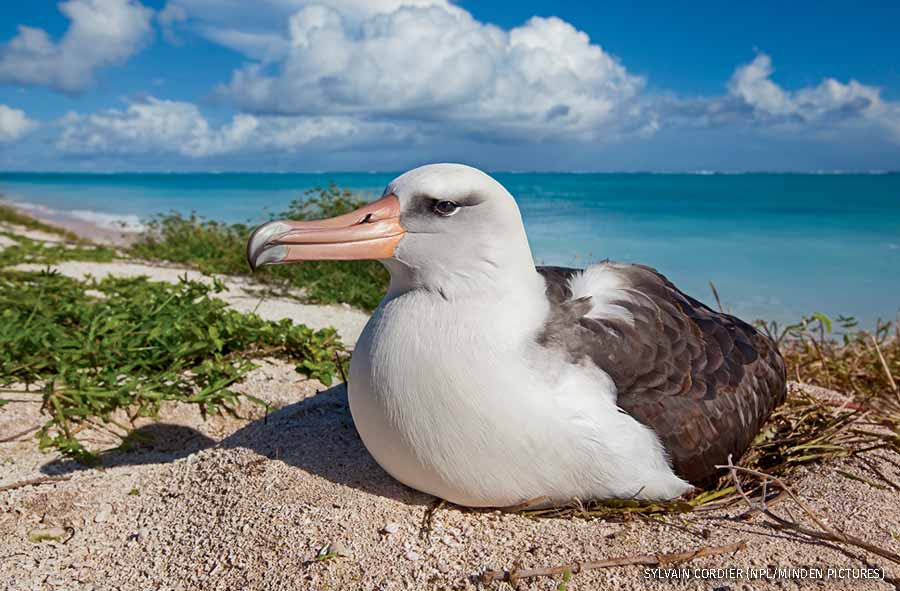 Laysan albatross on nest, Eastern island, Midway Atoll National Wildlife Refuge, Hawaii