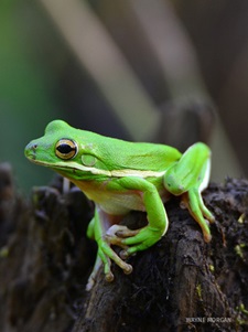 green tree frog on a stump in Georgia