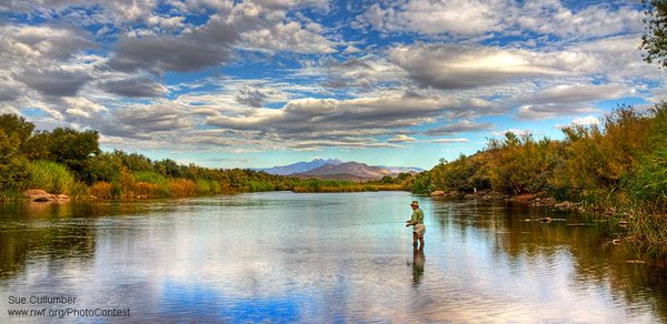 Angler in stream