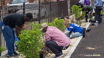 Planting rain garden at Baltimore church, Carolyn Millard