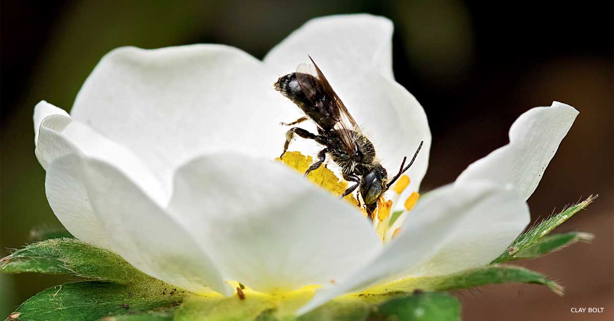 An image of a resin bee visiting a strawberry flower.