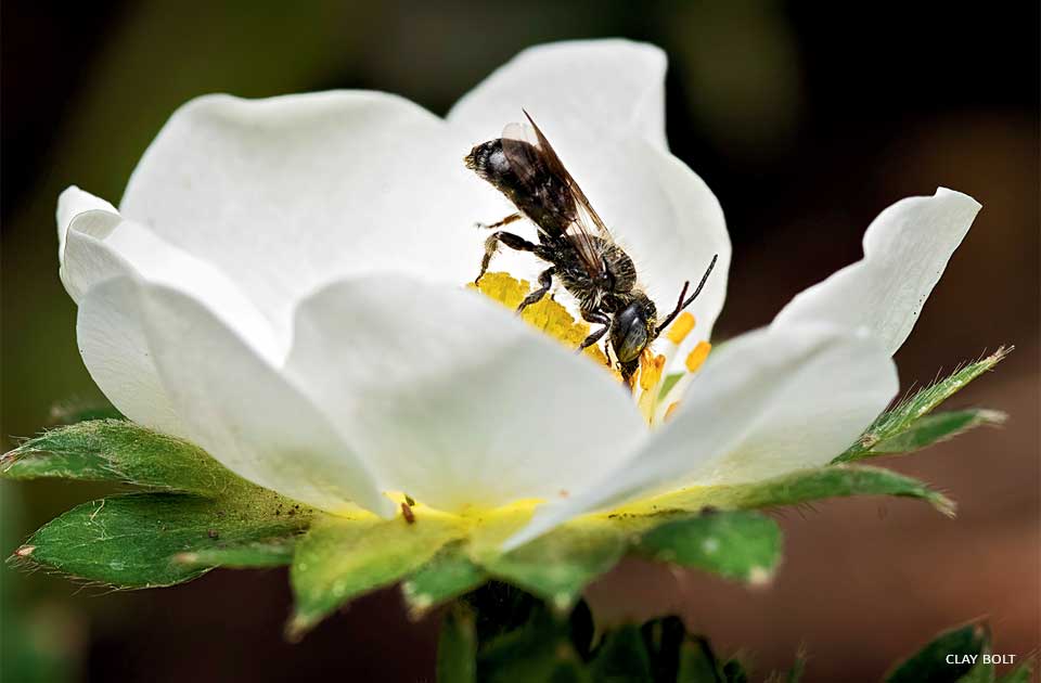 An image of a resin bee visiting a strawberry flower.