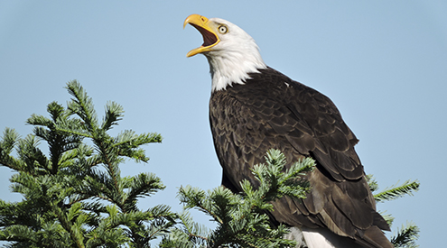 Bald Eagle, Karl Godsey