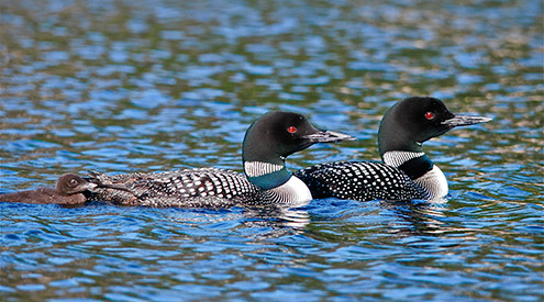 Common Loon by Cindi Sathra