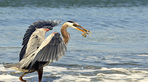 Great Blue Heron, Kimberly Finn