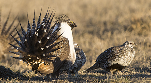 Sage Grouse, Greg Berquist