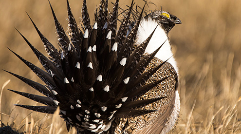 Sage-Grouse by Greg Bergquist