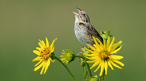 Sparrow by Richard Remington