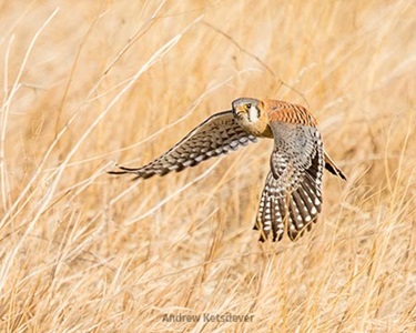 Kestrel in Colorado