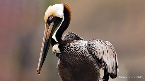 Brown Pelican, Brian Bush