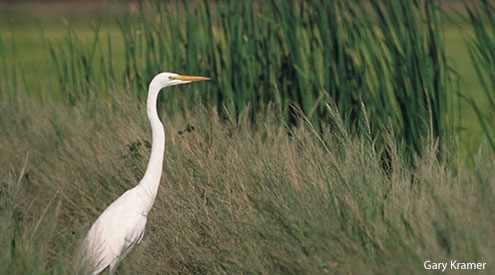 Egret, Gary Kramer