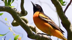 Baltimore Oriole