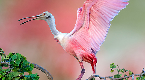 roseate spoonbill taking flight