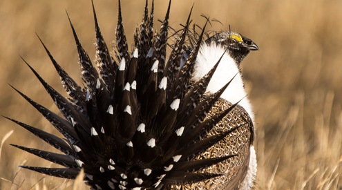 Sage-Grouse, Drew Youngedyke