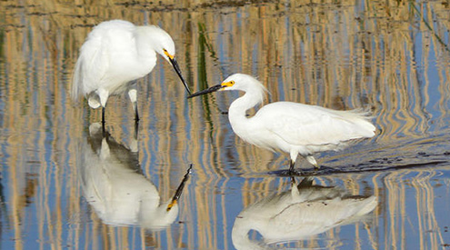 Snowy Egret, Joe Schmitt