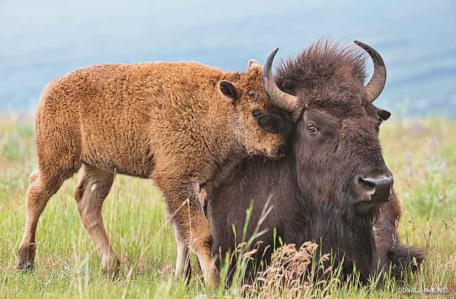 American Bison calf nuzzling mother, western Montana