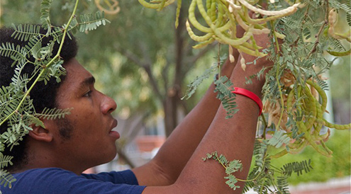 Boy at Tree, University of Arizona, Benjamin "Monty" Montemayor