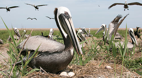 Habitats