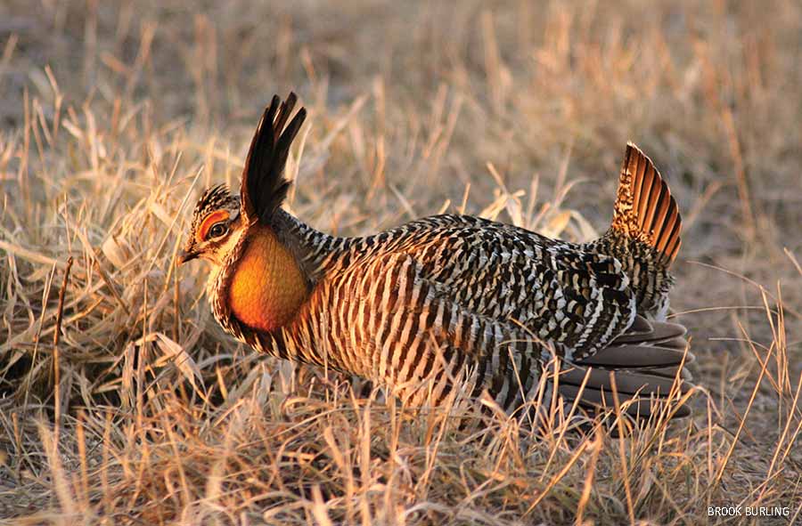 Greater prairie chicken booming, Paul J. Olson Wildlife Area, Rudolph, Wisconsin