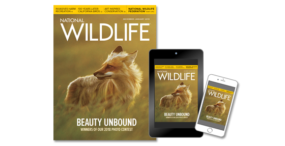 Subcribe to National Wildlife's Digital Edition