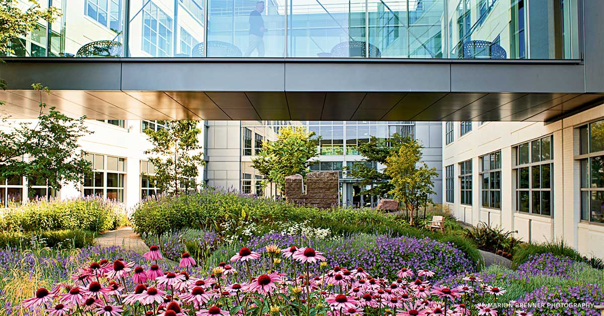 An image of a courtyard at Expedia HQ comprised of drifts of perennials.