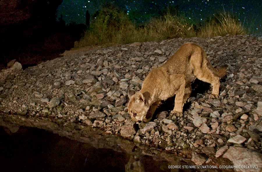 A cougar sips from a stream in Arizona’s Organ Pipe Cactus National Monument