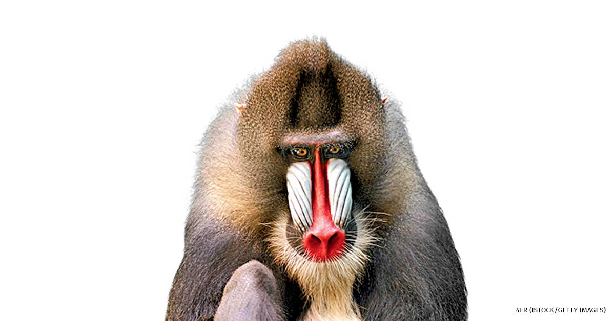 An image of a mandrill.