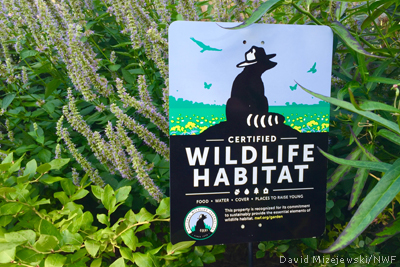 Photo of Certified Wildlife Habitat sign by David Mizejewski