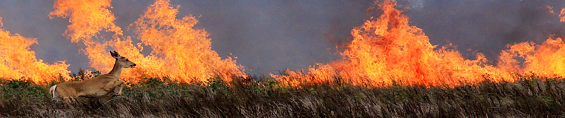 deer running past fire