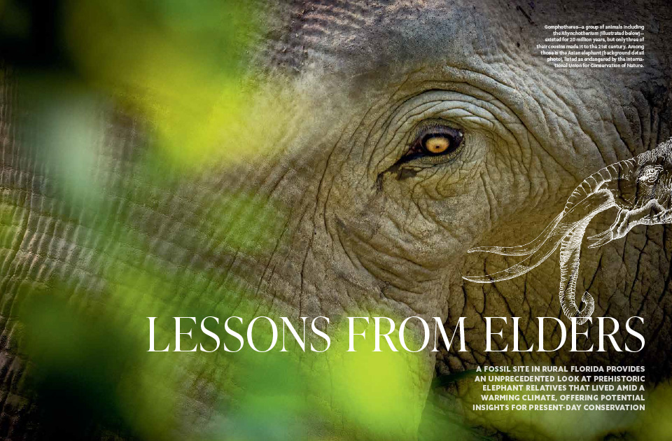 A magazine article spread containing text, an image of an Asian elephant male's eye detail through foliage and an illustration of Rhynchotherium.