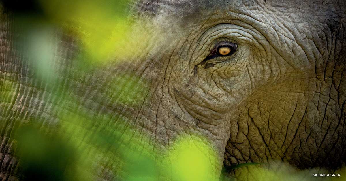 An image of an Asian elephant male's eye detail through foliage.