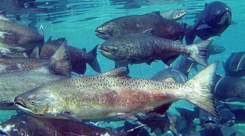 Chinook salmon swimming