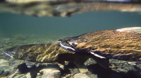 Chinook salmon