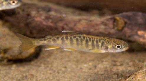 Juvenile salmon