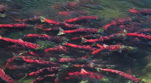 Salmon, top view