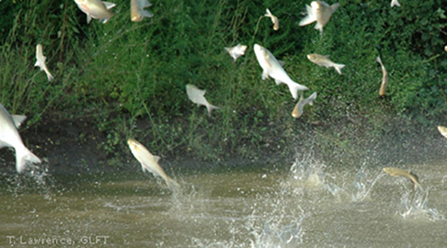 Asian Carp