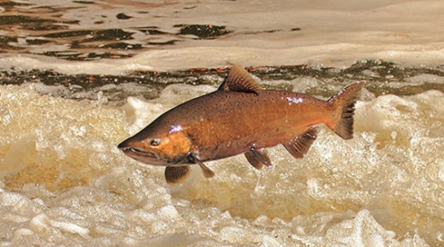 Chinook Salmon jumping, photo credit: Greg Vandeleest