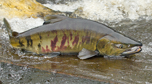 chum salmon out of water