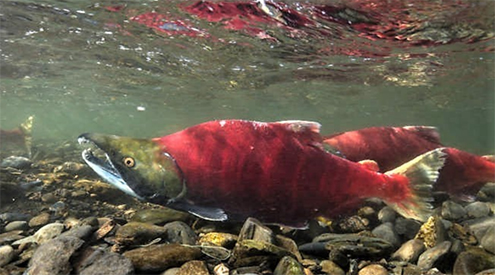 sockeye salmon in water