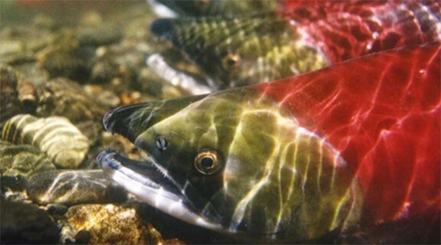 close-up of a sockeye salmon in water