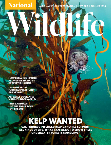 The front cover of National Wildlife's Summer issue containing text and an image of a juvenile sea otter in a giant kelp forest.