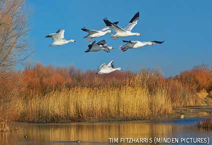 Snow Geese flying over wetland, Bosque del Apache National Wildlife Refuge, New Mexico.