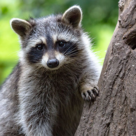 Raccoon