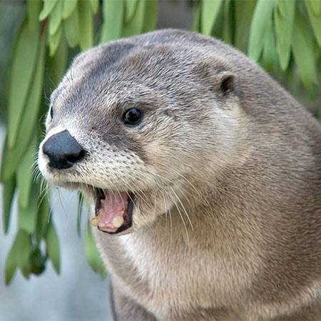 Otter