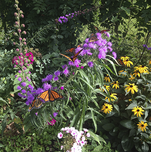 Monarch in garden